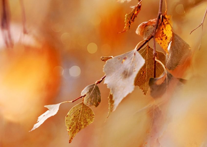 TEPin syyskokous ja seminaari 28.11.2026 